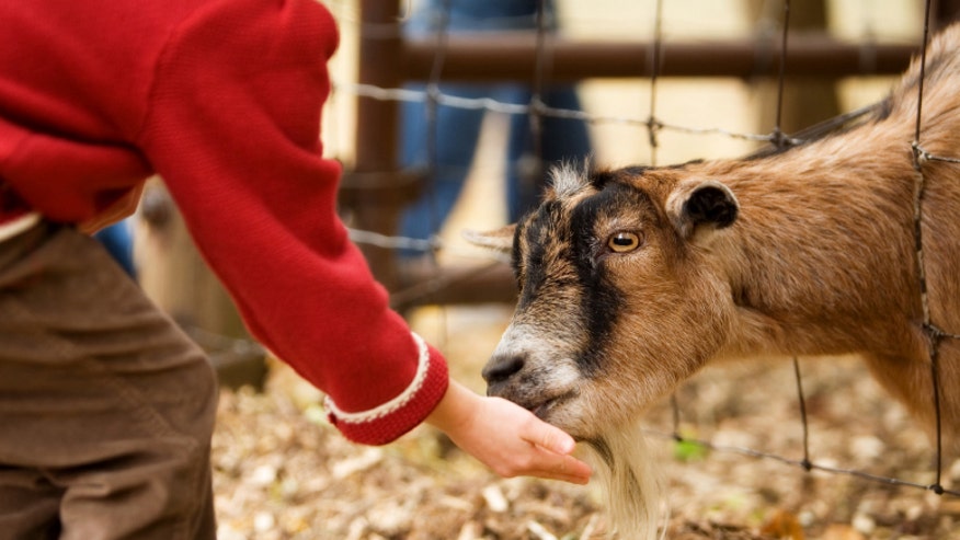 Petting zoo istock.jpg
